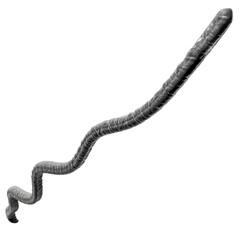 Tentacle CG Illustration with PNG Transparent Background