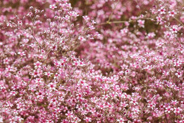 Blooming Pink Rhododendron,Azalea flowers.Pelargonium geranium group bright cerise pink flowers.Selective  focus