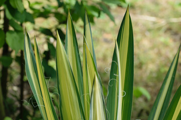Zielone liście włóknistej jukki rosnącej w ogrodzie
