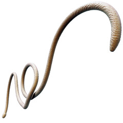 Tentacle CG Illustration with PNG Transparent Background