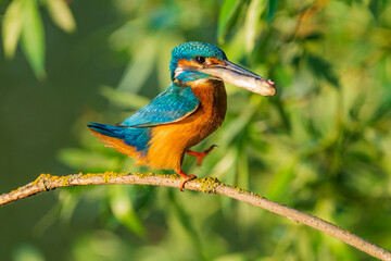 The common kingfisher (Alcedo atthis), also known as the Eurasian kingfisher and river kingfisher, is a small kingfisher.	