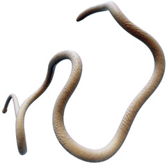 Tentacle CG Illustration with PNG Transparent Background