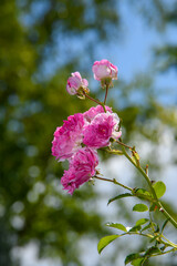 Różowa  róża francuska kwitnąca w ogrodzie