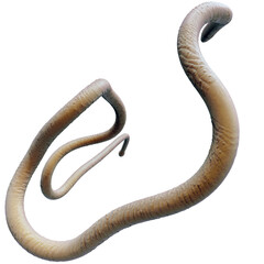 Tentacle CG Illustration with PNG Transparent Background