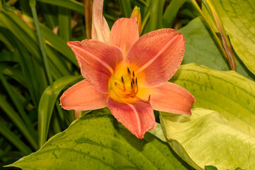 Liliowiec rdzawy Hemerocallis fulva kwitnący w ogrodzie na zielonym tle