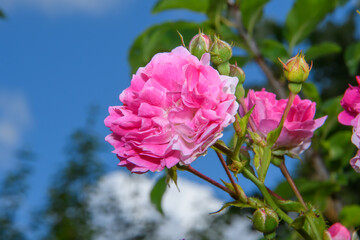 Różowa  róża francuska kwitnąca w ogrodzie