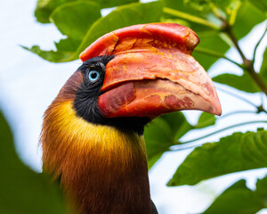 Rufous Hornbill