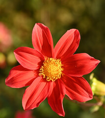 Beautiful close-up of a single-flowered dahlia