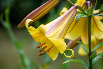 Fototapeta Żółty kwiat w domowym ogrodzie na zielonym tle obraz