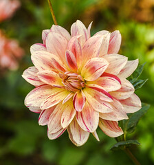 Beautiful close-up of a decorative dahlia
