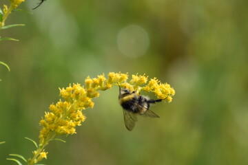 bee on a yellow flower