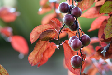 Śliwka wiśniowa jesienna porą na tle kolorowych lisci - obrazy, fototapety, plakaty