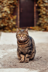 Striped cat with yellow eyes