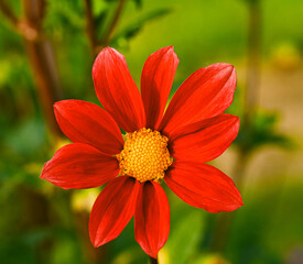 Beautiful close-up of a single-flowered dahlia