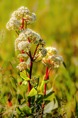 Hylotelephium maximum flower growing im the meadow close to Kiev in Ukraine