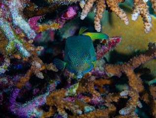 An adult yellow - green boxfish looking at camera swimming among the reef
