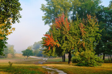 Naklejka premium Autumn trees with colored leaves in the park in autumn