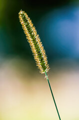Backlit setaria viridis in the fields close to Kiev in Ukraine