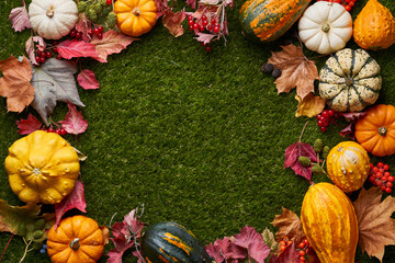 Naklejka na ściany i meble Halloween, autumn, harvest, pumpkins. Pumpkins of different varieties and sizes on green grass and autumn leaves. banner with pumpkins and place for text
