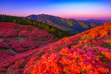 葛城山のつつじと金剛山