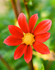 Beautiful close-up of a decorative dahlia