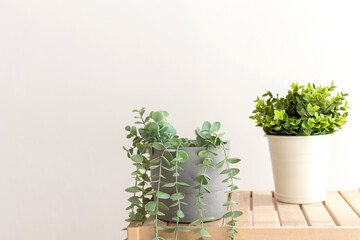 Artificial succulents with exotic plants in white ceramic pots on a wooden table.