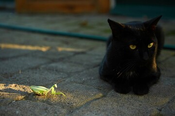 Meeting of two animals of different types of cat and mantis. A fight for life, a game of more with...