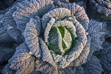 frosted savoy cabbage in the garden - obrazy, fototapety, plakaty