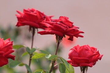 red roses in garden