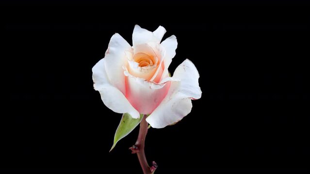Beautiful opening pink rose on black background. Petals of Blooming pink rose flower open, time lapse, close-up. Holiday, love, birthday design backdrop. Bud closeup. Macro. 4K, video timelapse