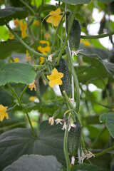 Cultivation of cucumbers in a greenhouse. Cucumbers ripening on hanging stalk in greenhouse