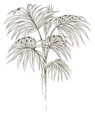 Graphic palm and tropical leaves isolated on white background. Leaves illustration.	