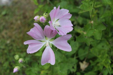 Pink flowers