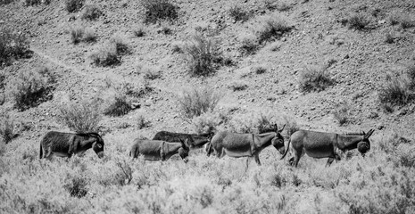 Herd of Burros Walking through Death Valley Hillside