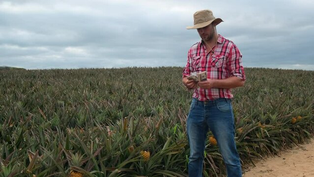 farmer counting money at greenhouse or polyhouse. Close up farmer man counting usabanknote money on a pineapple plantation.american farmer in rural shirt counts dollars and shows ok after good harvest
