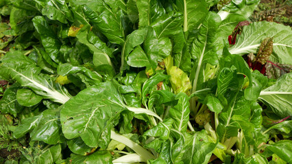 Chard farm white silver swiss large bio leaves green fresh is cicla group, beet spinach seakale...