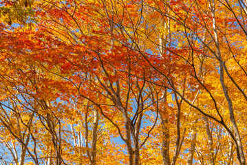 Obraz premium Autumn leaf season in Japan