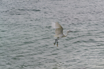 Reiher im Flug