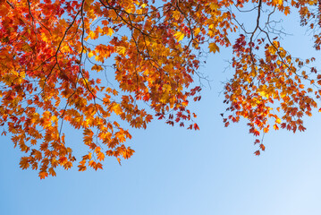 Autumn leaf season in Japan