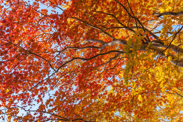 Autumn leaf season in Japan