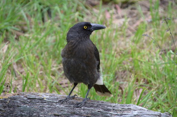 A wild blackbird in the forest