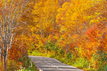 Autumn leaf season in Japan