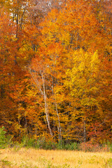 Autumn leaf season in Japan