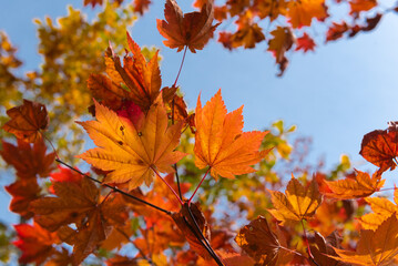 Naklejka na ściany i meble Autumn leaf season in Japan