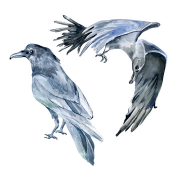 Set of crows black bird watercolor illustration isolated on white background.