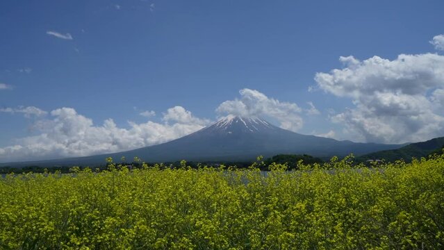 青い空の下、菜の花畑ごしに見える富士山