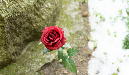 Close-up artificial red rose with moist petals. Red rose on a blurry background.