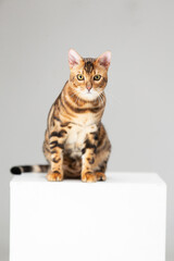 Bengal cat on a white background