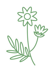 Chamomile sprig in outline style. Beautiful wildflower.