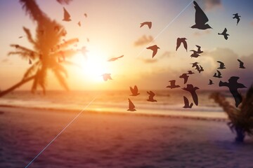 Fototapeta na wymiar Wild birds flying in the blue sky